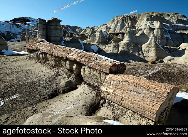 Bisti badlands , petrified wood, New Mexico, USA