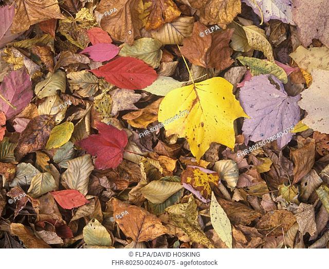 Autumn Fall colour leaves - Maple - Birch - Poplar - Great Smoky Mountains, USA