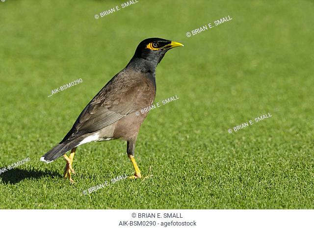 Adult Common Myna (Acridotheres tristis) standing on a golf course in Mauna Kea, Hawai