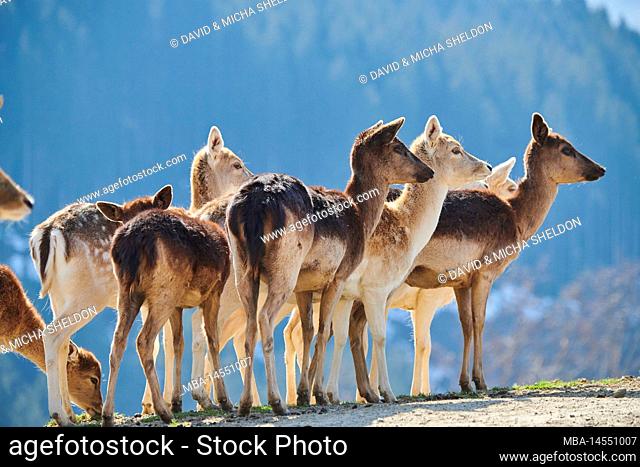 Fallow deer (Dama dama) in the Alps, female, Aurach Game Park, Kitzbühel, Austria, Europe