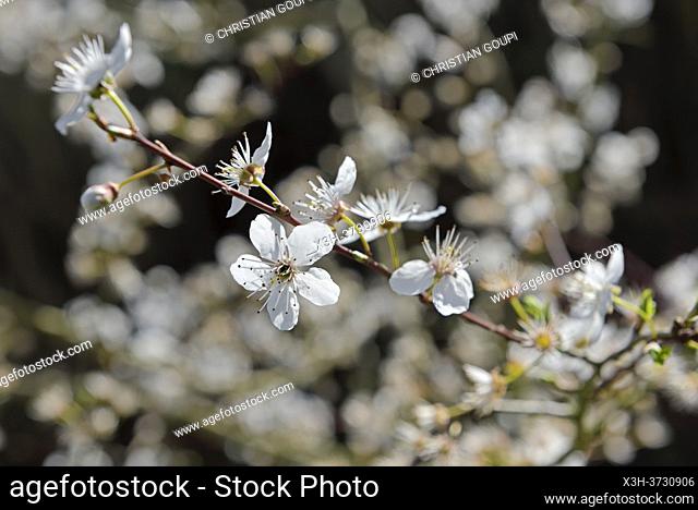 Buisson de prunellier en fleur, Departement d'Eure-et-Loir, Region Centre-Val-de-Loire, France, Europe/ Flowering blackthorn shrub, Eure-et-Loir department