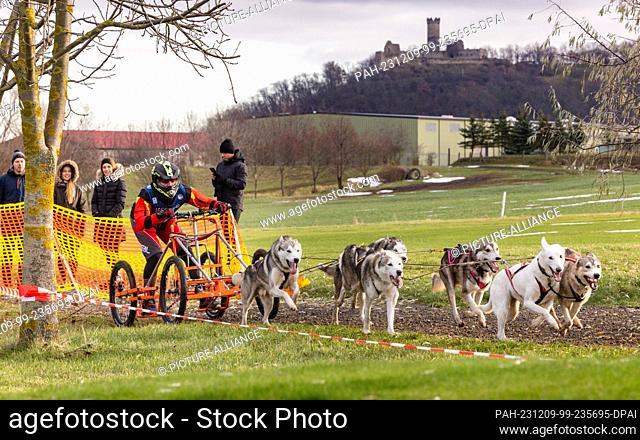 09 December 2023, Thuringia, Drei Gleichen: A musher with six dogs drives past Mühlburg Castle on a snow-free surface during the World Sleddog Association (WSA)...