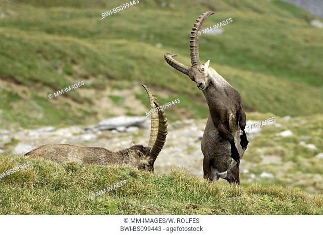 alpine ibex (Capra ibex), fighting, Austria, NP Hohe Tauern