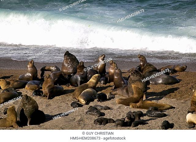 Argentina, Patagonia, Chubut Province, Peninsula Valdes, natural site listed as Worl Heritage by UNESCO, South American sea lion Otaria flavescens