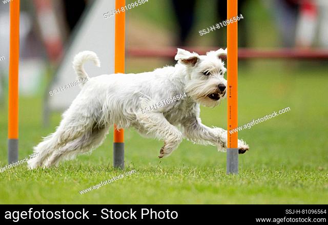 Dutch Sheepdog. Adult demonstrating fast weave poles in an obstacle course. Germany