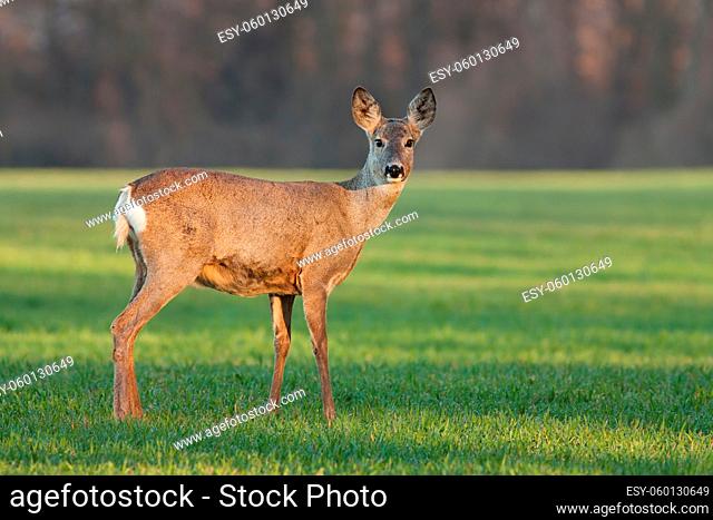 Roe deer doe at sunrise in the spring. Wild animal early in the morning at dawn in first sunrays. Fresh morning in nature