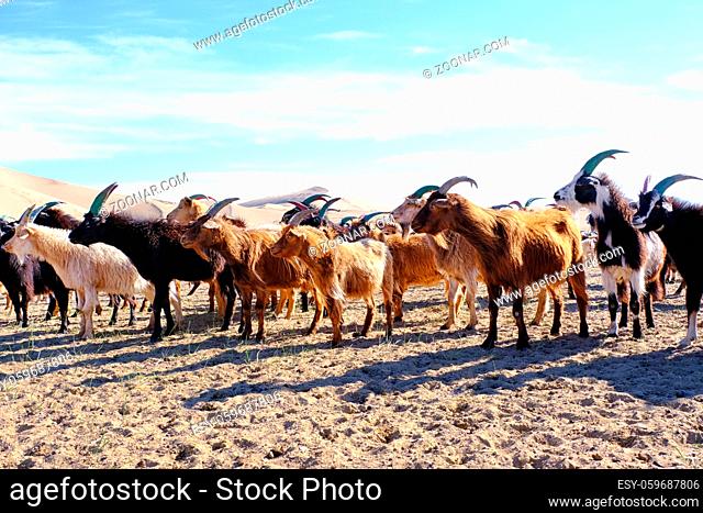 A herd of goats grazes on the border of the sandy desert. Mongol-Els, Western Mongolia