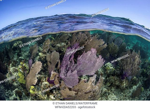 Caribbean Coral Reef with Venus Sea Fan, Gorgonia flabellum, Turneffe Atoll, Caribbean, Belize