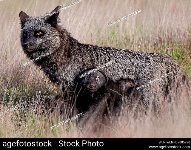 A young Kit fox looks for safety by hiding under its mother after spotting potential danger from the skies above. Bald eagles patrol the skies looking for an...
