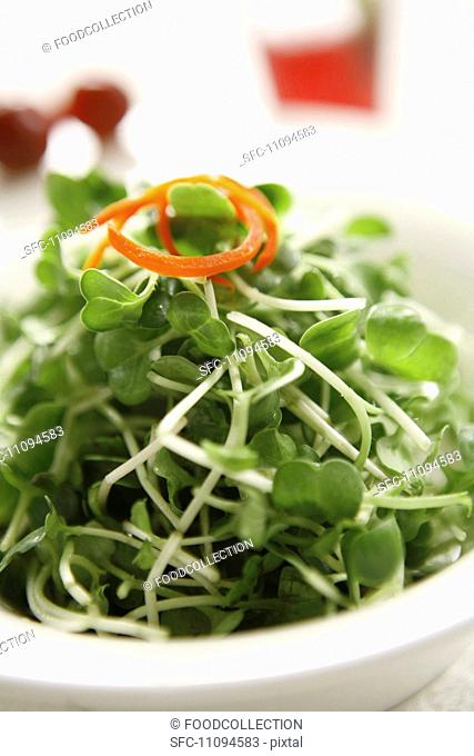 Salad vegetable shoots