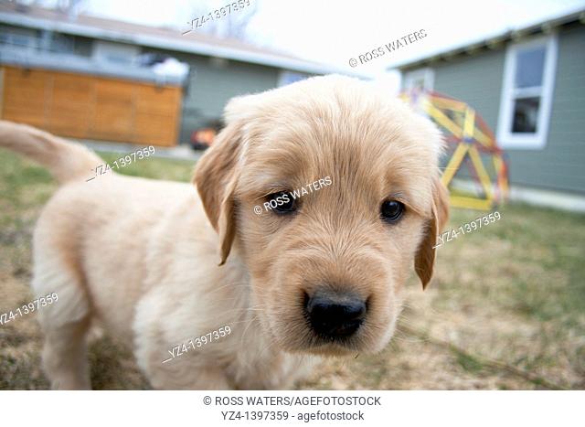 A six-week-old Golden Retriever puppy