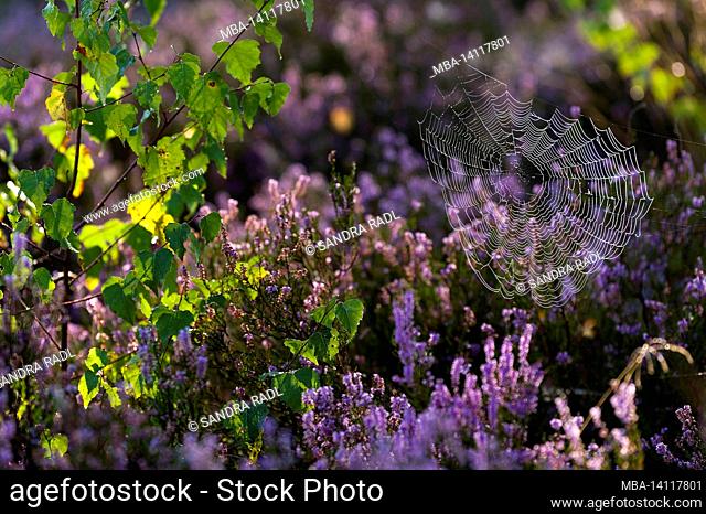 a spider has woven its web between young birch trees and blooming heather, dewdrops make the spider threads light up in the backlight, behringer heide