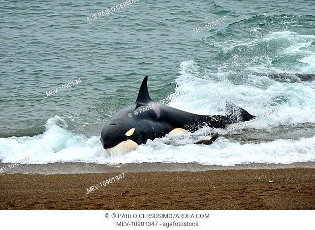 Orca / Killer Whale (Orcinus orca). hunting South American Sea Lion (Otaria flavescens) series 7 of 10 - Peninsula Valdes, Patagonia, Argentina, South Atlantic