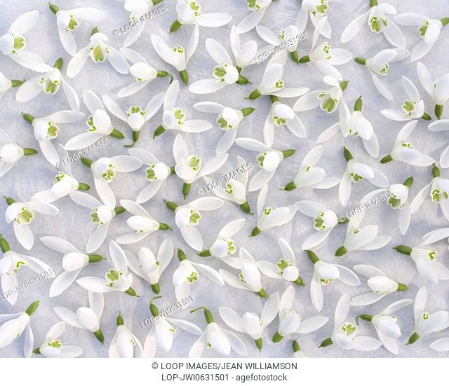Snowdrop flowers scattered across white tissue paper