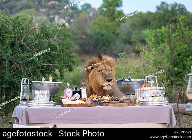 A male lion, Panthera leo, stands behind a table filled with drinks and snacks at sunset