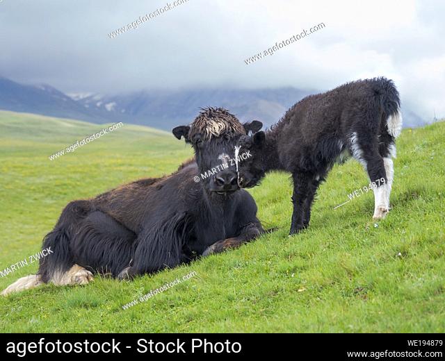 Domestic Yak ( Jak, Bos mutus ) on their summer pasture. Alaj Valley in the Pamir mountains. Asia, central Asia, Kyrgyzstan