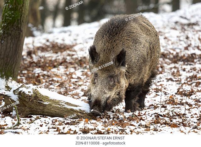 Wildschwein im Schnee, Keiler, captive, Schleswig Holstein, Deutschland, Europa / Wild boar in snow, tusker, Schleswig-Holstein, Germany, Europe / Sus scrofa