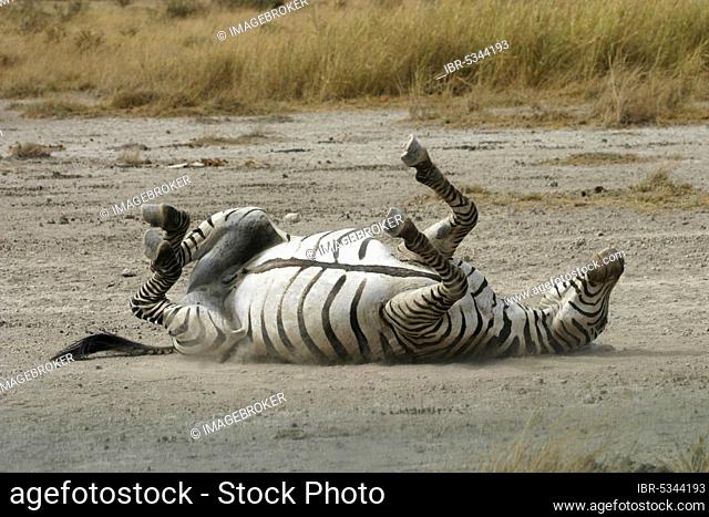 Plains zebra takes dust bath, Amboseli National Park, Burchell's zebra (Equus quagga burchelli), Kenya, Africa