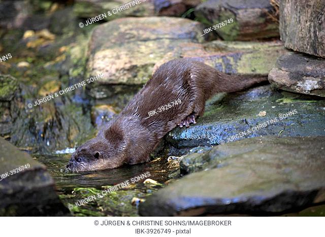 Oriental Small-clawed Otter (Amblonyx cinerea), adult, at the water, native to Asia, captive, Australia