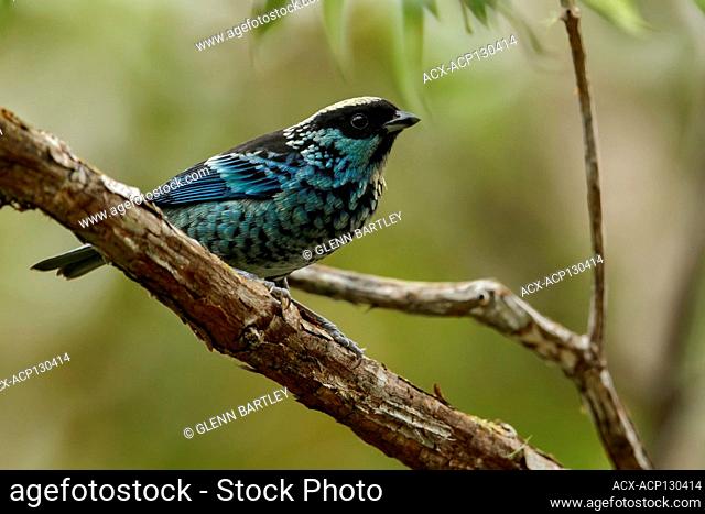 Beryl-spangled Tanager (Tangara nigroviridis) perched on a branch in the Andes mountains in Colombia