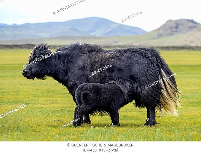 Black Yak Cow with Calf, Orchon Valley, Khangai Nuruu National Park, Oevoerkhangai Aimag, Mongolia