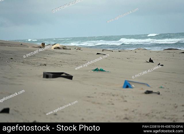 05 August 2022, Argentina, Chubut: Elephant seals (Mirounga) lie next to plastic crates on the beach. According to an OECD report