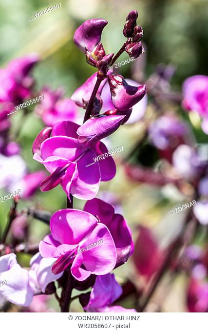 Lablab purpureus Sweet, Hyacinth bean
