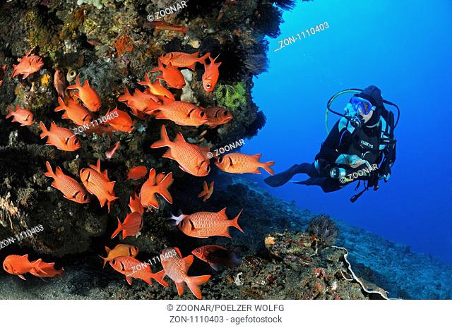 Myripristis murdjan, Taucher und Schwarm von Soldatenfischen, Scuba diver with school of soldierfishes, Bali, Indonesien, Indopazifik, Bali, Indonesia Asien