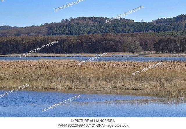 22 February 2019, Brandenburg, Criewen: Flooded polder area on the German-Polish border river Oder in the Lower Oder Valley National Park