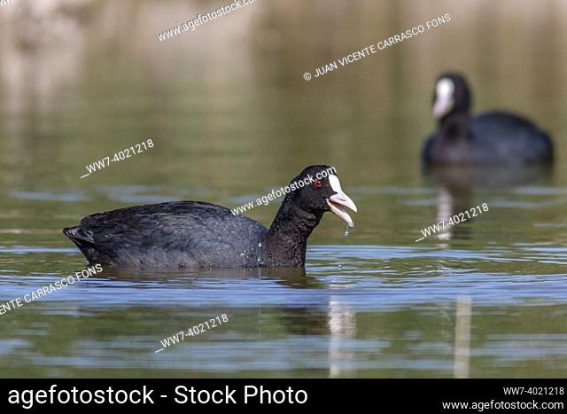 Eurasian coots, Fulica atra, with reflection, Andalusia, Spain