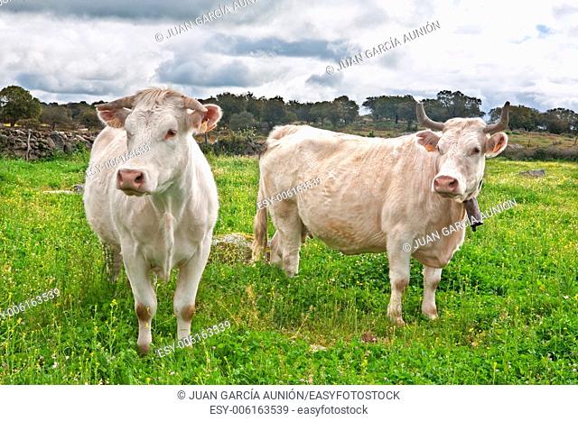 Charolais cattle are a beef breed of cattle (Bos taurus) which originated in Charolais, around Charolles, in France. They are raised for their meat and are...