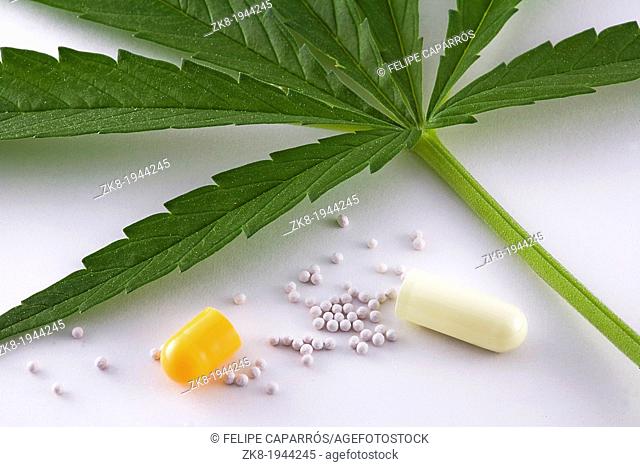 Concept of alternative medicine, leaf marijuana and contents of capsule open on white background