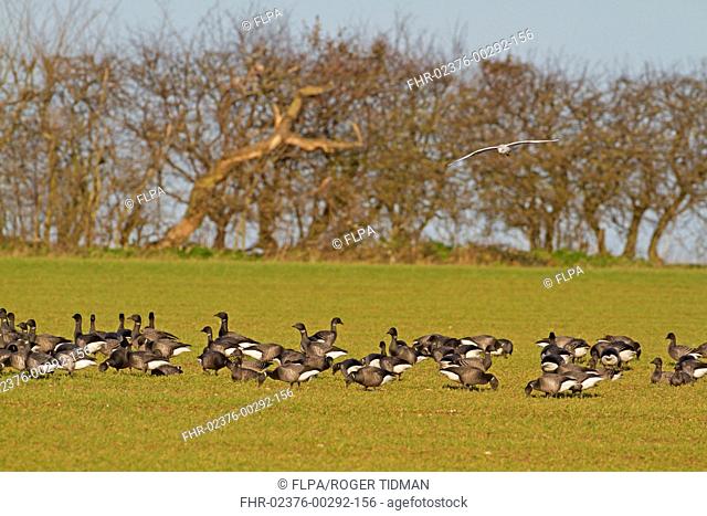 Brent Goose Branta bernicla flock, feeding in winter wheat field, with Black-headed Gull Larus ridibundus adult, winter plumage, in flight overhead, Norfolk