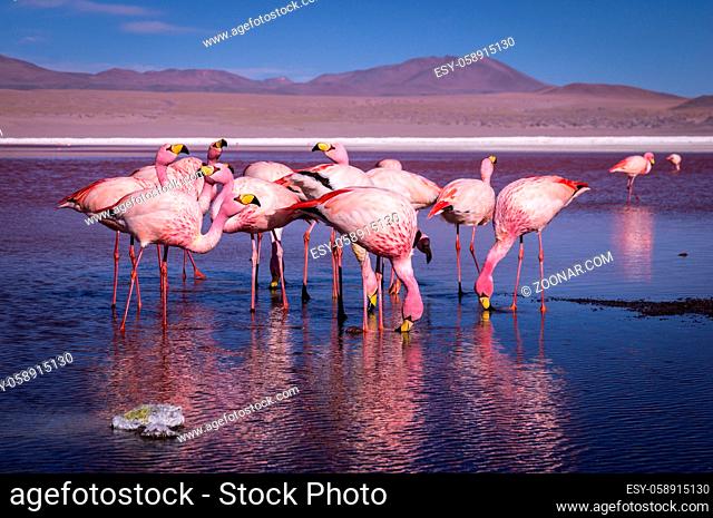 Group of pink flamingos in the colorful water of Laguna Colorada, a popular stop on the Roadtrip to Uyuni Salf Flat, Bolivia