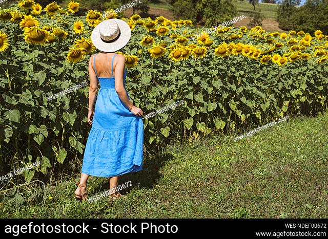 Woman wearing hat looking at sunflowers in field