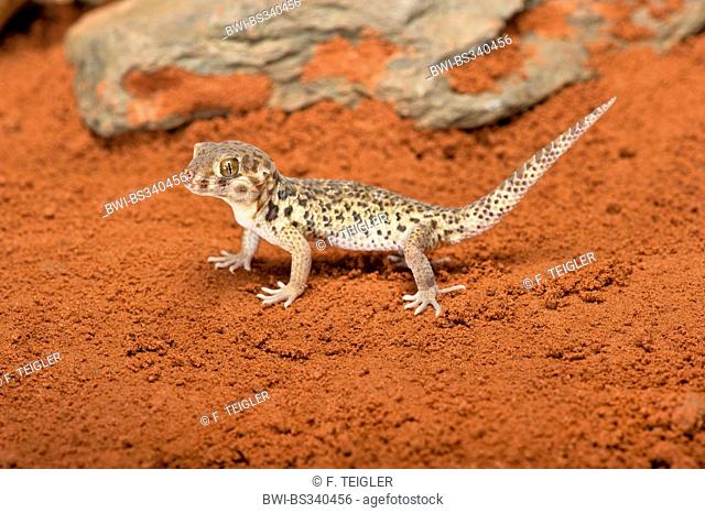 Roborowski's Frog Eyed Gecko (Teratoscincus roborowski), on red sand