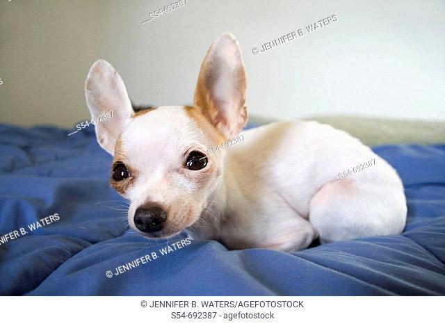An adult female Chihuahua on a bed, closeup with wide angle view