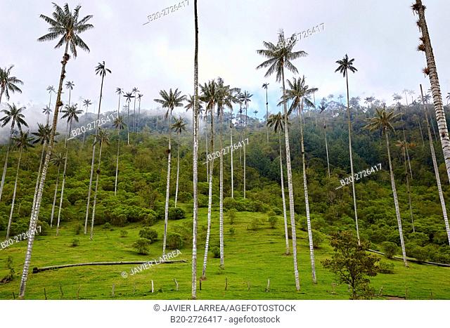 Palma de Cera del Quindío (Ceroxylon quindiuense), Valle del Cocora, Salento, Quindio, Colombia