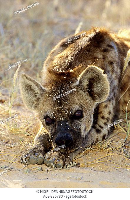 Spotted Hyena (Crocuta crocuta) Kgalagadi Transfrontier Park, Kalahari. South Africa