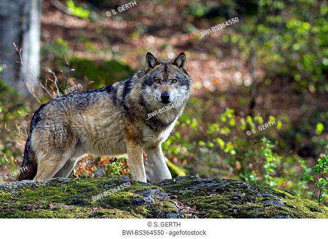 European gray wolf (Canis lupus lupus), standing behind a mossy boulder, Germany, Bavaria, Bavarian Forest National Park