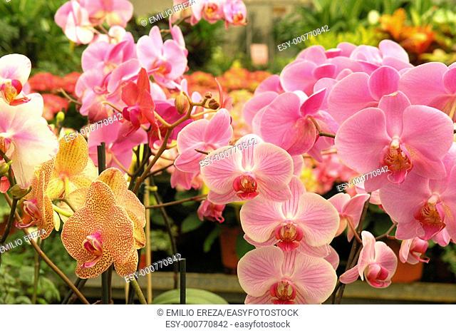 Orchids Phalaenopsis hybr