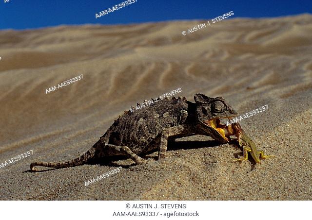 Namib Desert Chameleon (Chamaeleo namaquensis) feeding on Dune Lizard