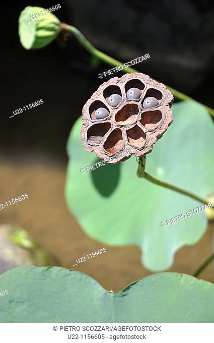 Ubud (Bali, Indonesia): lotus buds in a hotel's garden (Dewangga Bungalow)