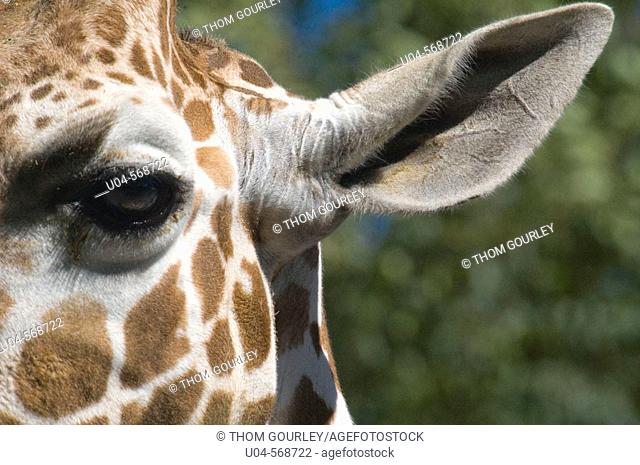Giraffe. Hogle Park Zoo, SLC, Utah. USA