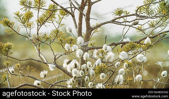 Close-up View on White Fluffy Flowers Eriophorum Angustifolium Known As Cottongrass, Cotton-grass. Spring Landscape With Blooming Cotton Grass At Riverside