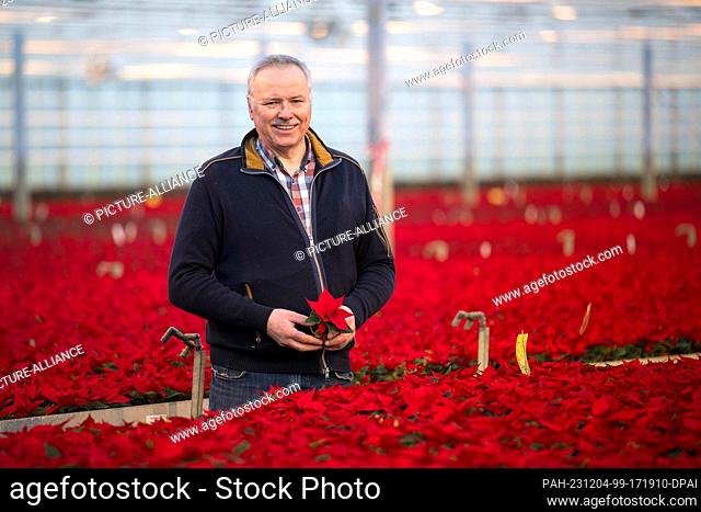 PRODUCTION - 28 November 2023, Lower Saxony, Weener: Frank Silze stands in a greenhouse at his horticultural business. (to dpa ""Red classics for the festive...