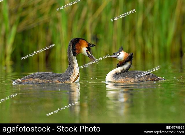 Great crested grebes (Podiceps cristatus), animal couple in the water, courtshipping, Lake Lucerne, Canton Lucerne, Switzerland, Europe
