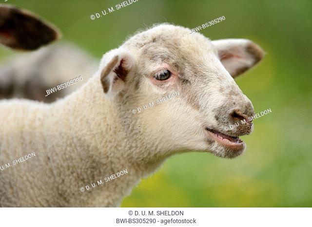 domestic sheep (Ovis ammon f. aries), bleating lamb, Germany, Bavaria