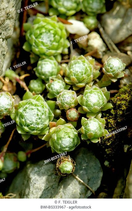 Cobweb House Leek, Cobweb houseleek (Sempervivum arachnoideum, Sedum arachnoideum), rosettes