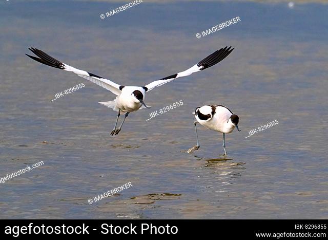 Courting black-capped avocet (Recurvirostra avosetta), Texel, North Holland, Netherlands